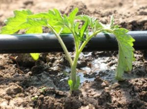 Система полива из ПЭ труб